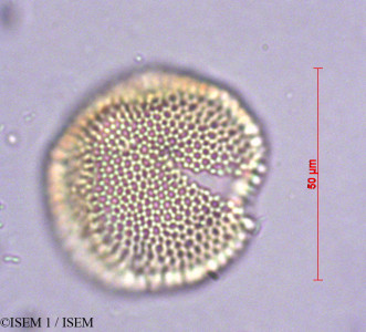 ISEM 1/Croton_alnifolius_19145/Croton_alnifolius_19145_0001(copy)_thumb.jpg